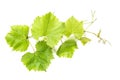 Grape leaves white background Green vine leaf Royalty Free Stock Photo