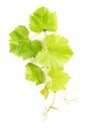 Grape leaves white background Green vine leaf Royalty Free Stock Photo