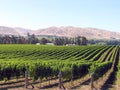 Vineyard, Blenheim, New Zealand