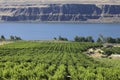 Grape orchards. Royalty Free Stock Photo