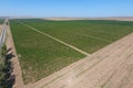 Grape orchards . Vine rows. Top view of the garden