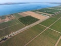 Grape orchards bird's-eye view. Vine rows. Top view on the garden on a background of the estuary, village and sky Royalty Free Stock Photo