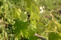 Grape ovary. Young small newly formed bunch of grapes on a background of green leaves and grass.