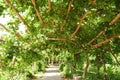 Grape pergola Royalty Free Stock Photo