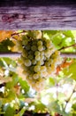 Grape in the pergola Royalty Free Stock Photo