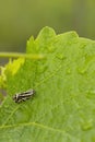 grape phylloxera on the leaf Royalty Free Stock Photo