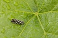 grape phylloxera on the leaf Royalty Free Stock Photo