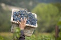 Grape picker carrying box of grapes Royalty Free Stock Photo