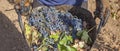 Grape picker holds bucket full of red bunches
