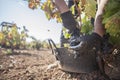 Grape pickers quickly cutting bunches