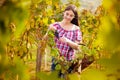 Grape picker in vineyard Royalty Free Stock Photo