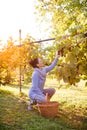 Grape picker at work observing grapes Royalty Free Stock Photo