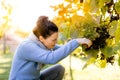 Grape picker at work picking grapes Royalty Free Stock Photo