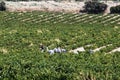 Grape pickers in field, Montilla.