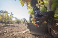 Grape pickers quickly cutting bunches