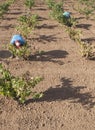 Grape pickers working crouched at harvesting season