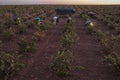 Grape pickers working crouched at harvesting season. Grapevines in line