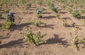 Grape pickers working at harvesting season