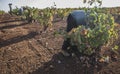 Grape pickers working at harvesting season