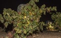 Grape pickers working at night with headlamp