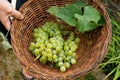 Grape picking, close up of picked grapes in a wicker basket Royalty Free Stock Photo