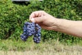 Grape picking. Man holding a bunch of ripe grapes