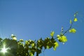 Grape plant on the blue sky