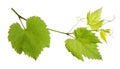 Grape plant branch with green leaves isolated on white background