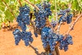 Grape plant with bunches blue grapes