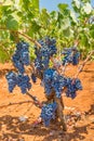 Grape plant with bunches blue grapes in vineyard