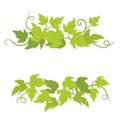 Grape plant decorative elements. Grapevines green curly leaves decor. Vector flat Illustration. Isolated transparent background