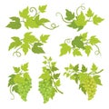 Grape plant decorative elements. Grapevines green leaves. Vitis vinifera decor. Vector flat Illustration advertising. Isolated