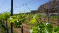 Grape plant of Marmajuelo variety with new fresh green leaves on a blue sky and vineyard background Royalty Free Stock Photo