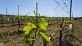 Grape plant of Marmajuelo variety with new fresh green leaves and tiny bunches of grapes in the sun