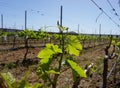 Grape plant of Marmajuelo variety with new fresh green leaves and tiny bunches of grapes in the sun Royalty Free Stock Photo