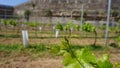 Grape plant of Marmajuelo variety with new tiny bunches of grapes in April 2023