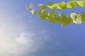 Grape plant on sky background Royalty Free Stock Photo
