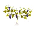 Grape Plant with Vines and Cluster of Grapes Vector Illustration Royalty Free Stock Photo