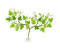 Grape Plant with Vines and Cluster of Grapes Vector Illustration Royalty Free Stock Photo