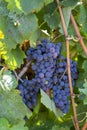 Grape plant on vineyard, growing red wine grapes in Italy Royalty Free Stock Photo