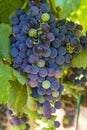 Grape plant on vineyard, growing red wine grapes in Italy Royalty Free Stock Photo