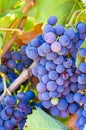 Grape plant on vineyard, growing red wine grapes in Italy