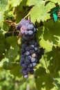 Grape plant on vineyard, growing red wine grapes in Italy Royalty Free Stock Photo