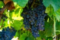 Grape plant on vineyard, growing red wine grapes in Italy Royalty Free Stock Photo