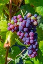 Grape plant on vineyard, growing red wine grapes in Italy Royalty Free Stock Photo