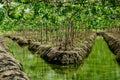 Grape plant or Vineyards and irrigation canals in Thailand