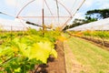 Grape plantation in glasshouse