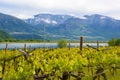 Grape plantation near Caldaro Lake in Bolzano/Bozen Sudtirol, Italy Royalty Free Stock Photo