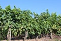 Grape plantation near Csobanc Royalty Free Stock Photo
