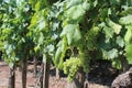 Grape plantation near Csobanc Royalty Free Stock Photo